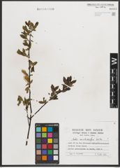 Foto von Salix mielichhoferi Saut.